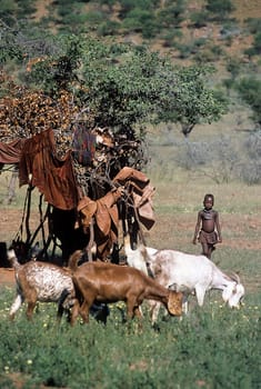 May 15, 2005. unidentified Himba boy with a herd of goats. Epupa Falls, Kaokoland or Kunene Province, Namibia, Africa