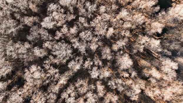 Aerial photo with drone of deciduous forest in winter