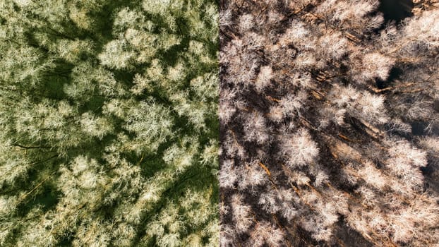 Aerial photo with a drone of a deciduous forest in summer and in winter