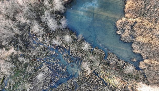 Aerial view with a drone of an area with beavers and their felled trees