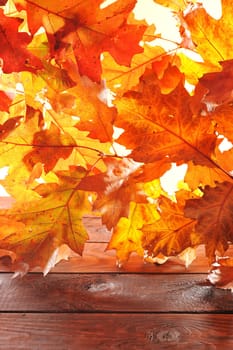 original oak leaves in different brown tones on old weathered wooden boards