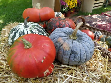 Gray pumpkin and several orange pumpkins on straw. Botanical variety of pumpkins. Vegetables zucchini and squash. Halloween symbol. Autumn harvest. Allhalloween, All Hallows Eve, or All Saints Eve.