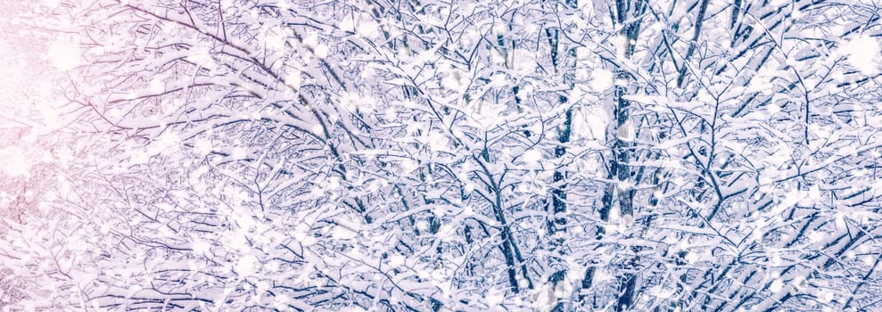 Branches of the tree covering by snow in snowfall. Panoramic view.