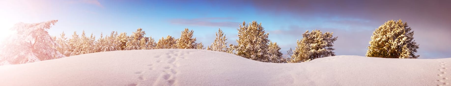 Sunrise in the snowy wonder forest in winter. Panoramic background of the natural park.