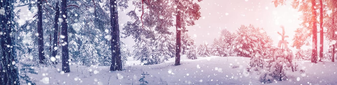 Snowfall in the morning in sunny natural forest. Panoramic view of the majestic woods.