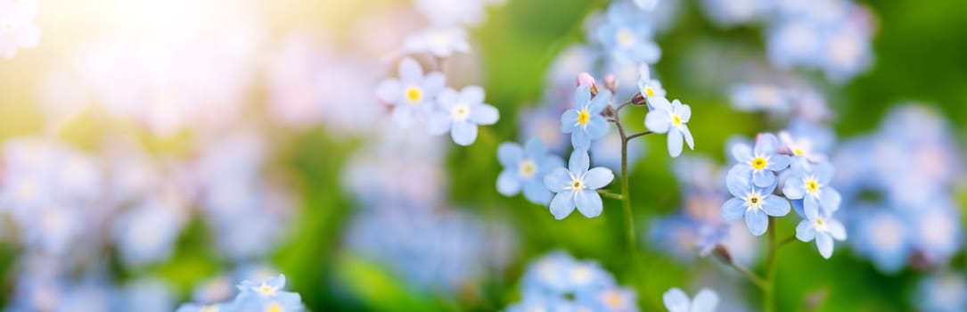 Panoramic view of the blossoming foget-me-not flowers. Close-up macrophotography.