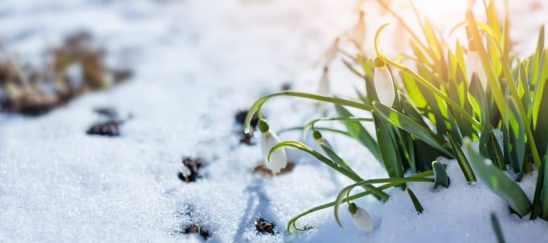 Snowdrop flowers blooming in the snowdrift in the park. View of the spring flowers in nature. Wildflowers in the forest.