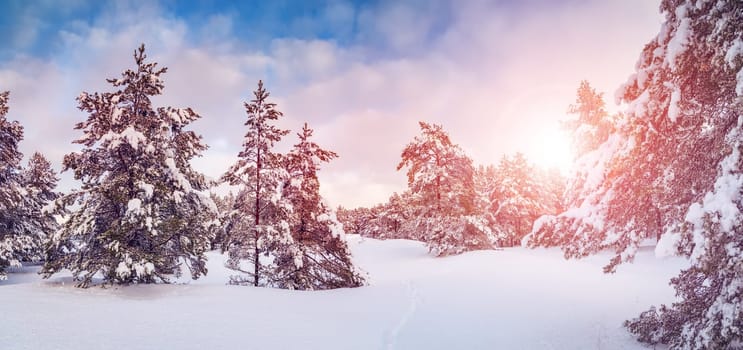 Sunrise in the winter majestic forest in the morning. Beautiful snowy background.