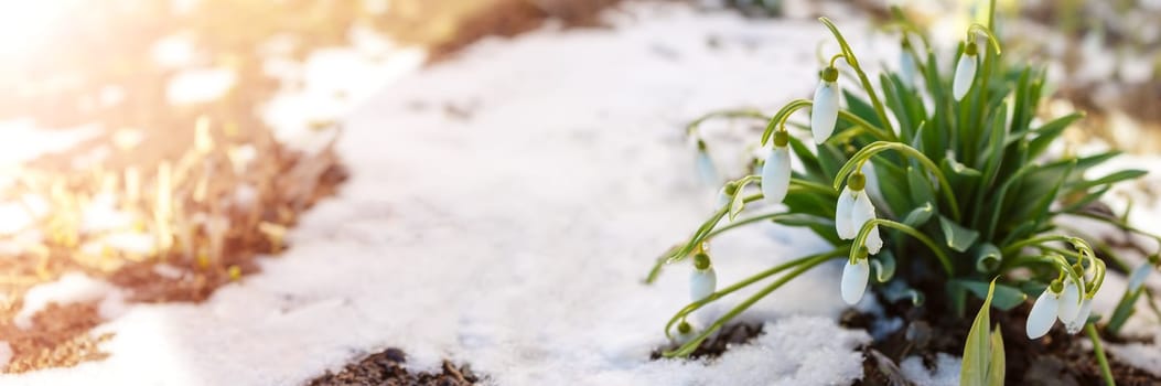 Snowdrop flowers blooming in the snowdrift in the park. View of the spring flowers in nature. Wildflowers in the forest.