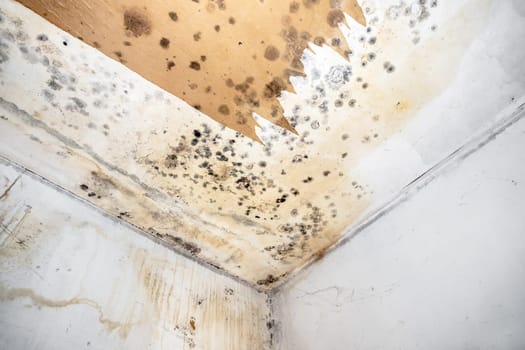 Mold fungus on ceiling and wall of roomcreating health problems for the home owners. Molds can thrive on any organic matter including ceilings, walls and floors of homes with moisture.