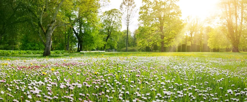 Meadow with lots of white and pink spring daisy flowers and yellow dandelions in sunny day. Nature floral background in early summer with fresh green grass