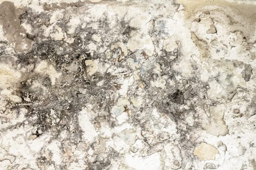 Mold fungus on ceiling and wall of roomcreating health problems for the home owners. Molds can thrive on any organic matter including ceilings, walls and floors of homes with moisture.