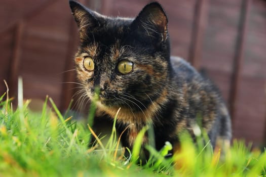 A three color young cat with golden eyes playing in the grass