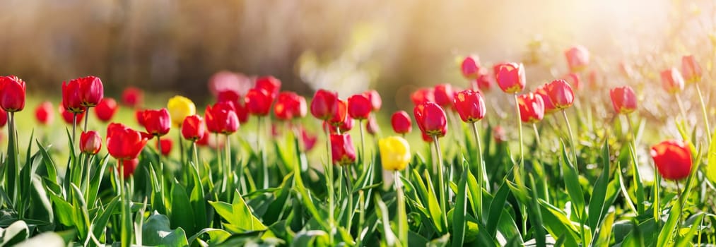 Meadow with colourful tulips in the spring. Panoramic view of the blossoming lawn in the garden.