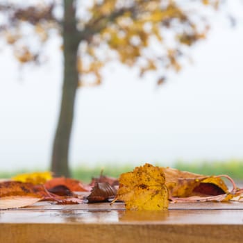 Autumn Table - Orange Leaves And Wooden Plank At Sunset In Forest