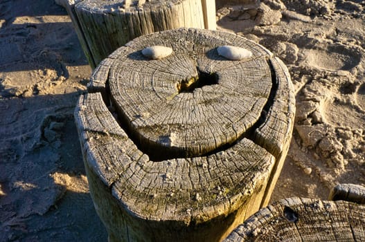 single groyne on the beach. The surface is decorated with shells to the face. The squiggly shape of the wood. Still life from the coast