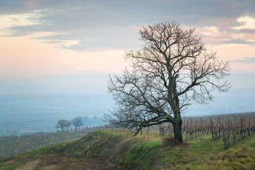 Bare Tree In Vineyard Against Cloudy Sky
