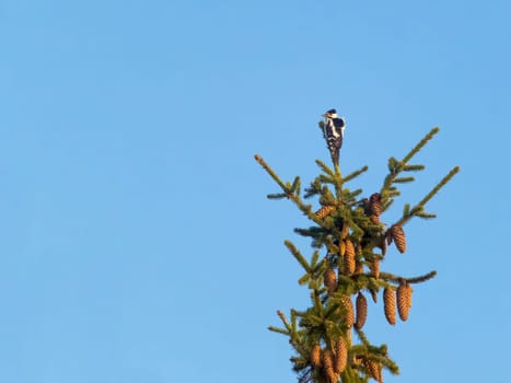 Female great spotted woodpecker