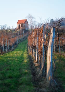 View along steep straight road in autumn vineyard landscape on a sunny day. Small hut at the top of a hill, golden leaves and blue sky.