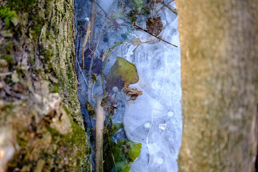 the ice between wood, air under ice bubbles, abstract seasonal winter cold background outside nature. Winter scene landscape.