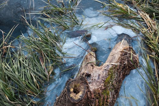 Old tree with moss in the ice river in early winter. There is some reed on a backgroung of the blue ice with air bubbles. Winter landscape scene