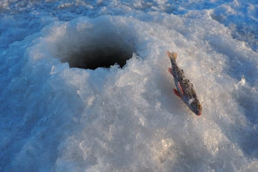 Frozen small perch on snow ice. Catch caught during winter fishing. River perch or common perch Perca fluviatilis is a species of ray-finned fish of the genus of freshwater perches of the perch family