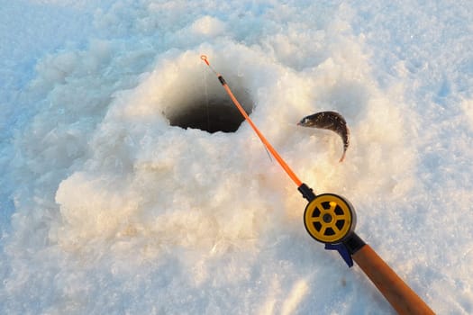 Frozen small perch on snow and ice. Catch caught during winter fishing. River perch or common perch Perca fluviatilis, ray-finned fish of the genus of freshwater perches. Fishing rod in the hole.