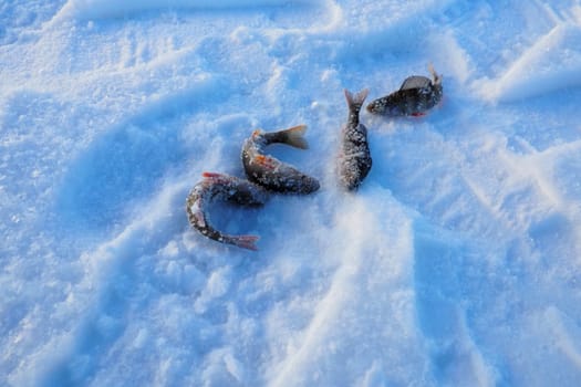 Frozen small perch on snow ice. Catch caught during winter fishing. River perch or common perch Perca fluviatilis is a species of ray-finned fish of the genus of freshwater perches of the perch family