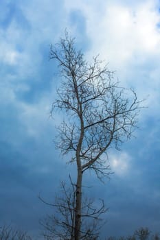 Bare trunks and branches of trees against the sky.