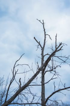 Bare trunks and branches of trees against the sky.