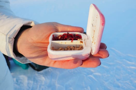 Live bloodworm in a box container. Red worms for winter fishing. A woman holds a box of bloodworms in her hands and prepares to put a worm on a fishing rod. Bottom perch fishing. Frosty January