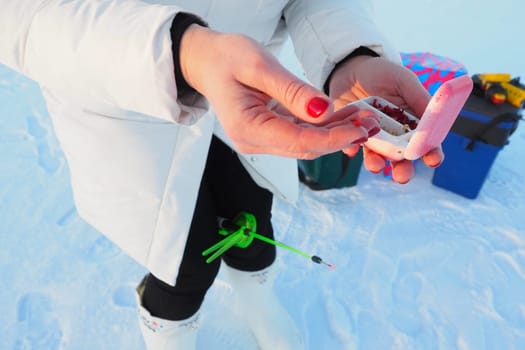 Live bloodworm in a box container. Red worms for winter fishing. A woman holds a box of bloodworms in her hands and prepares to put a worm on a fishing rod. Bottom perch fishing. Frosty January