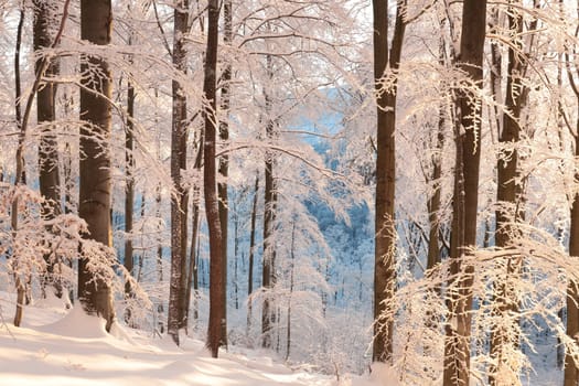 Winter landscape, beech forest covered with fresh snow during sunrise.