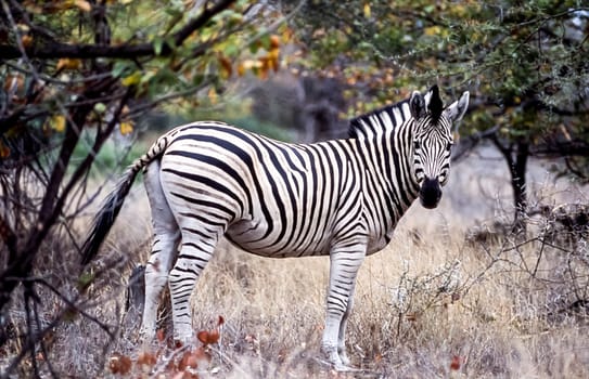 Plains Zebra, (Equus burchellii), Kruger National Park, Mpumalanga, South Africa, Africa