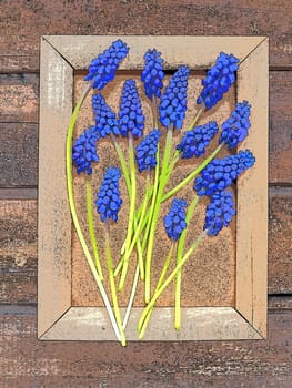Blue spring flowers on a wooden photo frame. Muscari armeniacum on a wooden background. Bright postcard, congratulations. Copy space still life flat lay. Dark shabby old wood. Armenian grape hyacinth