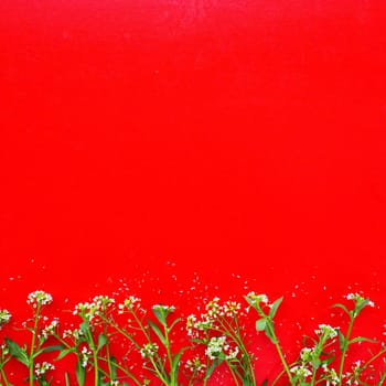Flowers of shepherds purse on a red background. Copy space for text. Card for the holiday. Red backdrop. White shepherds purse Capsella bursa-pastoris, plant of the mustard family Brassicaceae.