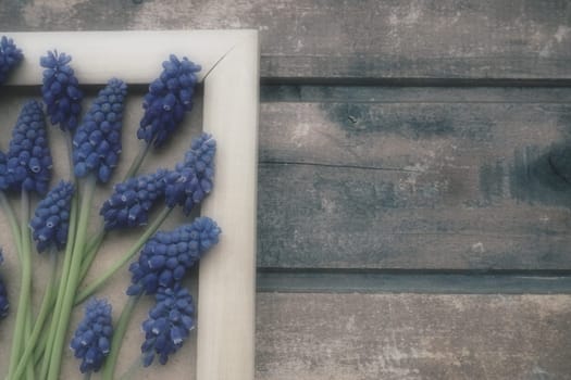 Blue spring flowers on a wooden photo frame. Muscari armeniacum on a wooden background. Bright postcard, congratulations. Copy space still life flat lay. Retro vintage style. Armenian grape hyacinth