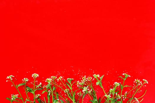Flowers of shepherds purse on a red background. Copy space for text. Card for the holiday. Red backdrop. White shepherds purse Capsella bursa-pastoris, plant of the mustard family Brassicaceae.