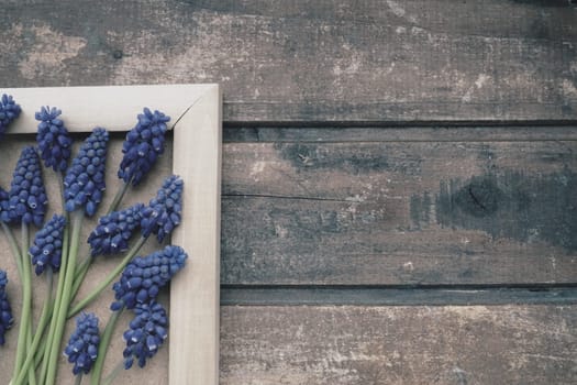 Blue spring flowers on a wooden photo frame. Muscari armeniacum on a wooden background. Bright postcard, congratulations. Copy space still life flat lay. Retro vintage style. Armenian grape hyacinth