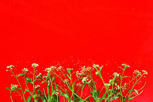 Flowers of shepherds purse on a red background. Copy space for text. Card for the holiday. Red backdrop. White shepherds purse Capsella bursa-pastoris, plant of the mustard family Brassicaceae.