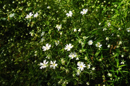Starflower Stellaria is a genus of flowering plants in the Carnation family. Wood louse plant. White flowers in the forest. Fruska Gora, Serbia. beautiful wild