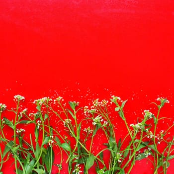 Flowers of shepherds purse on a red background. Copy space for text. Card for the holiday. Red backdrop. White shepherds purse Capsella bursa-pastoris, plant of the mustard family Brassicaceae.