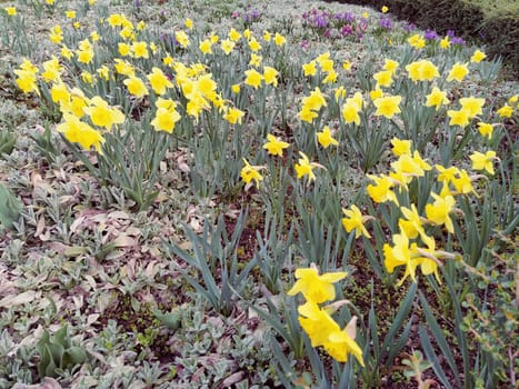 Yellow daffodils on a lawn or flower bed in an urban environment. Landscaping. Narcissus Narcissus is a genus of monocot plants from the Amaryllis family. These are herbs equipped with dense bulbs.