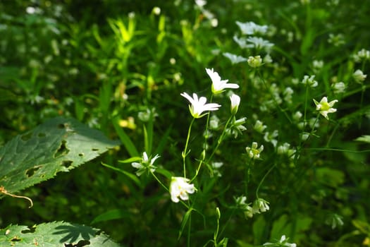 Starflower Stellaria is a genus of flowering plants in the Carnation family. Wood louse plant. White flowers in the forest. Fruska Gora, Serbia. beautiful wild
