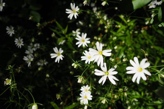 Starflower Stellaria is a genus of flowering plants in the Carnation family. Wood louse plant. White flowers in the forest. Fruska Gora, Serbia. beautiful wild