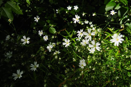 Starflower Stellaria is a genus of flowering plants in the Carnation family. Wood louse plant. White flowers in the forest. Fruska Gora, Serbia. beautiful wild