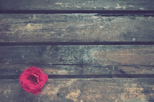Rose on a wooden background. One pink red rose bud lies sideways on a wooden table. Copyspace. Flat lay. Festive layout for Valentine's day, mother's day, March 8, declaration of love
