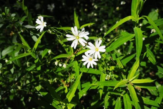 Starflower Stellaria is a genus of flowering plants in the Carnation family. Wood louse plant. White flowers in the forest. Fruska Gora, Serbia. beautiful wild