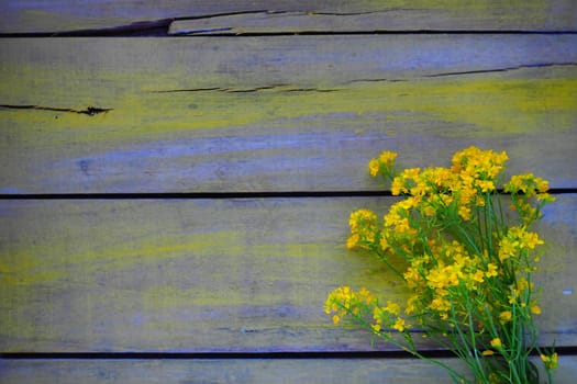 Yellow rapeseed flowers collected in a bunch or bouquet on wooden background. Wildflowers are arranged neatly on the table. Copy space and still life. Free space for text. Brassica napus Cabbageaceae