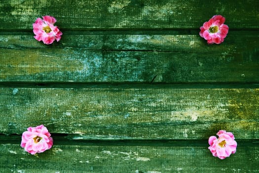Buds of spray pink terry roses on a wooden background. Four beautiful roses are laid out on the table in the corners. Copy space. Free space for text. Postcard, layout on the surface. Green tone